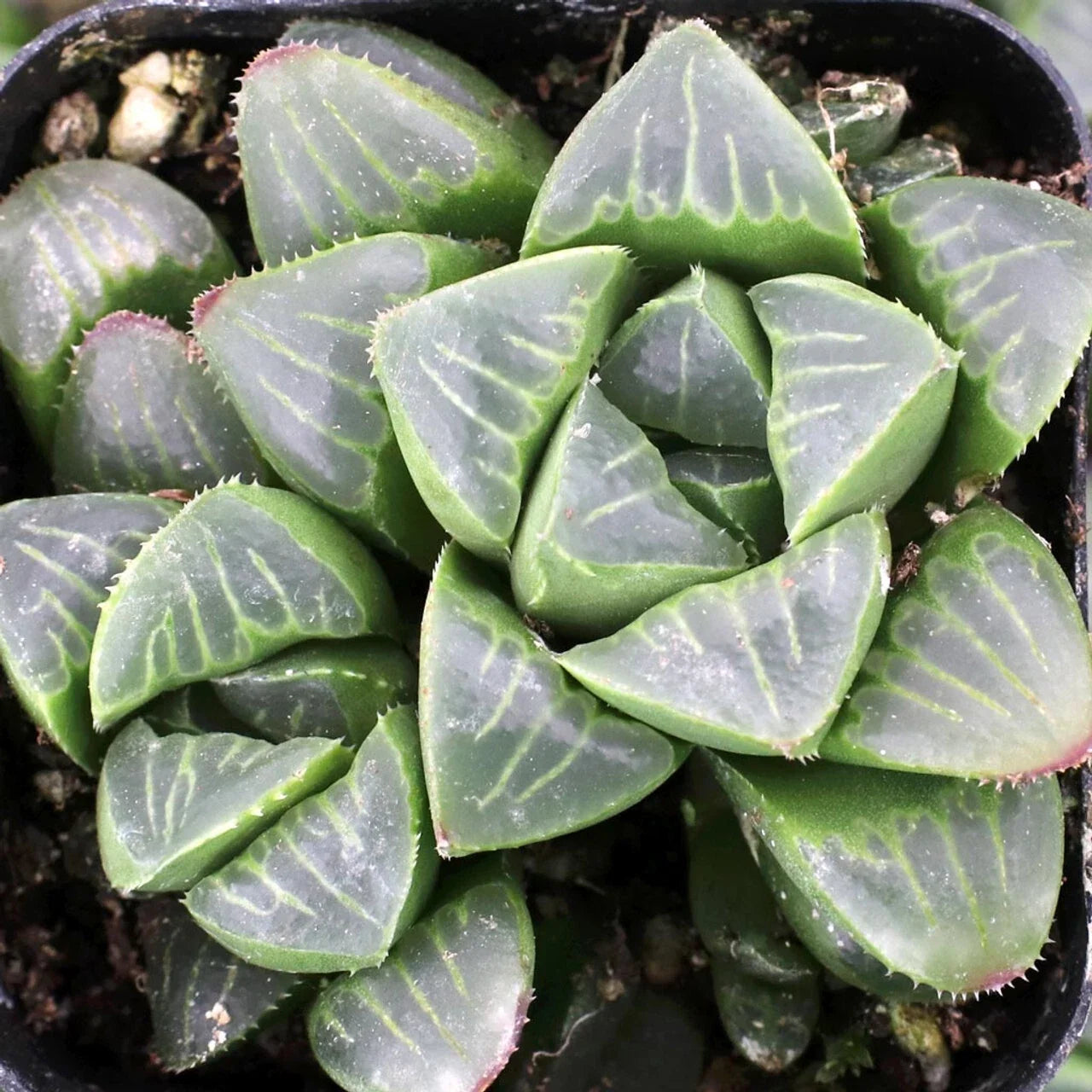 Haworthia Mutica Potted Plant - 2" Diameter - Rare Succulent, Indoor Plant, Low Maintenance, Green Foliage