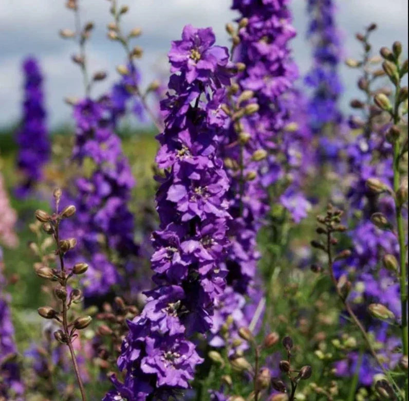 Rocket Larkspur Seeds - Lilac Cut Flowers for Pollinators - Non-GMO Delphinium - 500 Seeds
