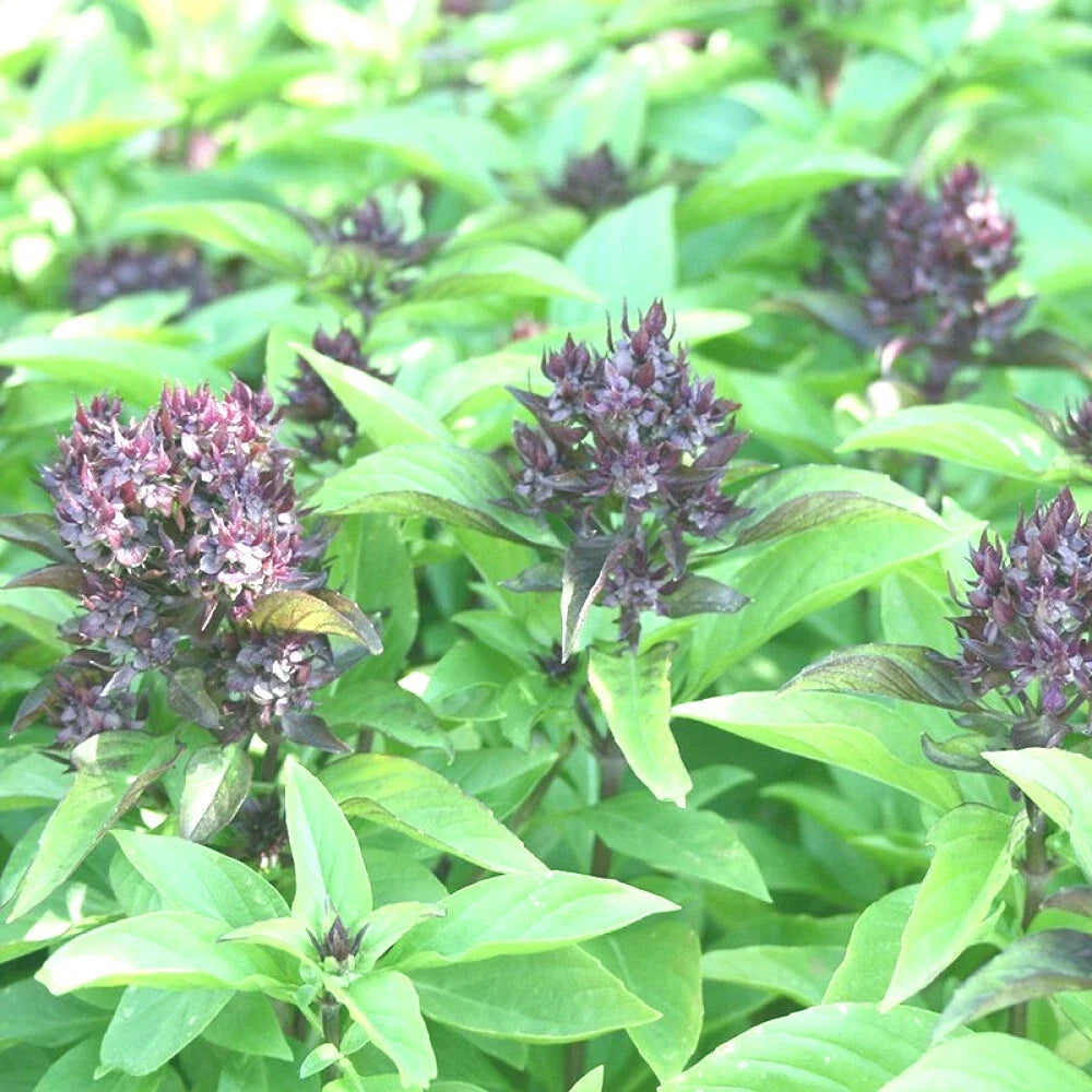 Siam Queen Basil Seeds - 100+ Seeds - High Yielding Annual - Ocimum basilicum - Great for Spring Planting