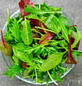 Gourmet Lettuce Blend Seeds | 1000+ Mixed Salad Bowl Seeds | Bulk Culinary Variety