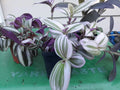 Tradescantia Cuttings (9) - Inch Plant, Purple & Green Variegated, Live Plant Cuttings for Propagation, Tradescantia zebrina