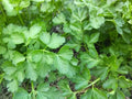 Plain Parsley Seed Pack - 400+ Fresh Seeds - Petroselinum crispum - Culinary Herb for Gardening