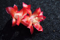 Christmas Cactus Starter Plant - Carmesim Brazil - Schlumbergera truncata