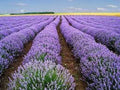 Premium Vera Lavender Seeds - Fresh Organic Heirloom Variety - Lavandula angustifolia - Buy 3 for 20% Off!