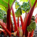 Rhubarb Seeds 20+ "Victoria" Perennial Vegetable Garden - Rheum rhabarbarum - Free USA Shipping