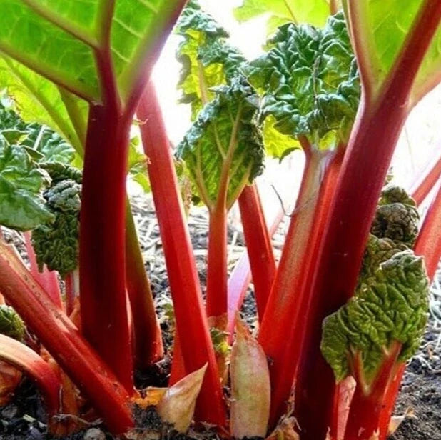 Rhubarb Seeds 20+ "Victoria" Perennial Vegetable Garden - Rheum rhabarbarum - Free USA Shipping