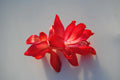 Christmas Cactus Starter Plant - Magic Fantasy - Schlumbergera Truncata - Healthy Well-Rooted Small Plant