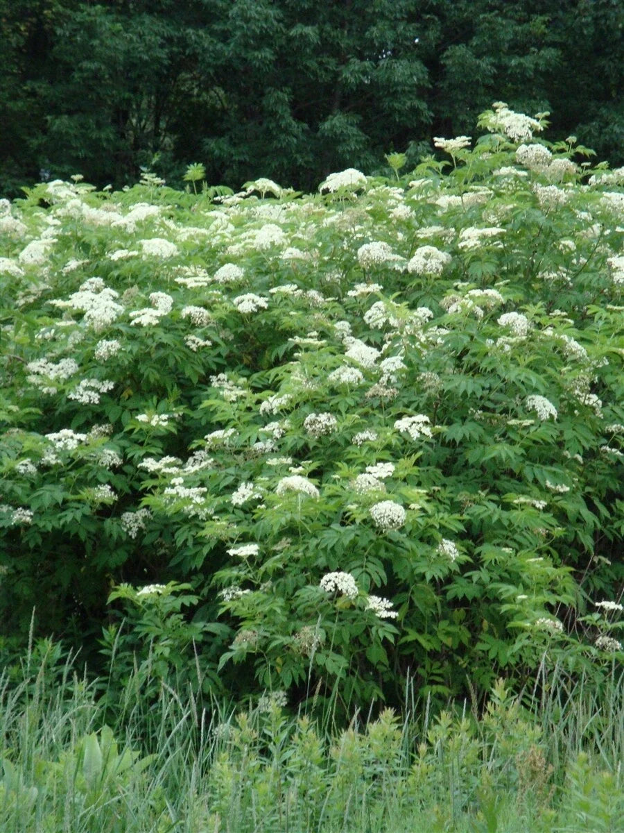 Elderberry Plant Bare Root 16"+ Edible Sambucus Black Common Live Plant