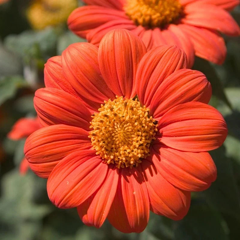 Mexican Sunflower Seeds - Orange Tithonia Variety - Attract Butterflies with Daisy-Like Blooms
