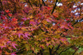 Japanese Maple Cuttings - 15 Freshly Prepared 8-12 Inch Plants - Acer palmatum