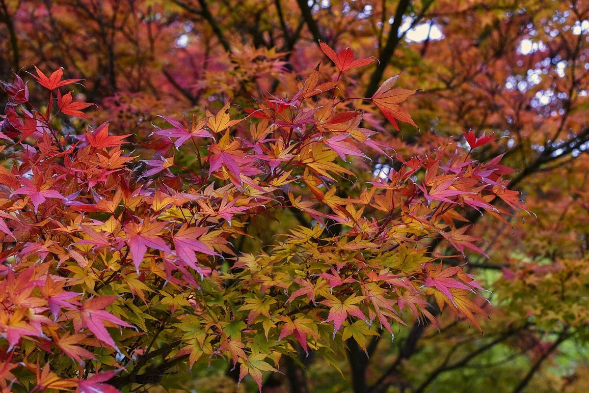 Japanese Maple Cuttings - 15 Freshly Prepared 8-12 Inch Plants - Acer palmatum