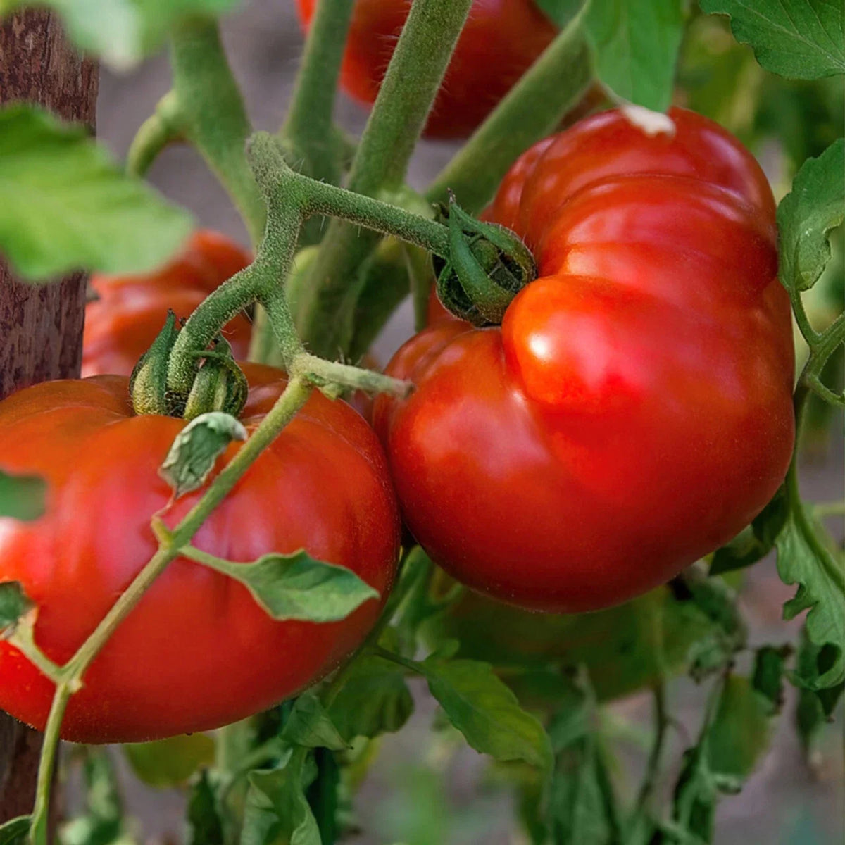 Tomato Seeds - Chef's Choice Red - 100 Seeds - Heavy Producer (Solanum lycopersicum) - Vining Varieties for Home Gardening