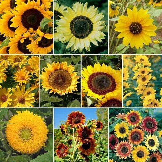 Sunflower Seeds Bulk Pack - SUNNY Mix Non-GMO for Hummingbirds - 250 Seeds, Helianthus annuus