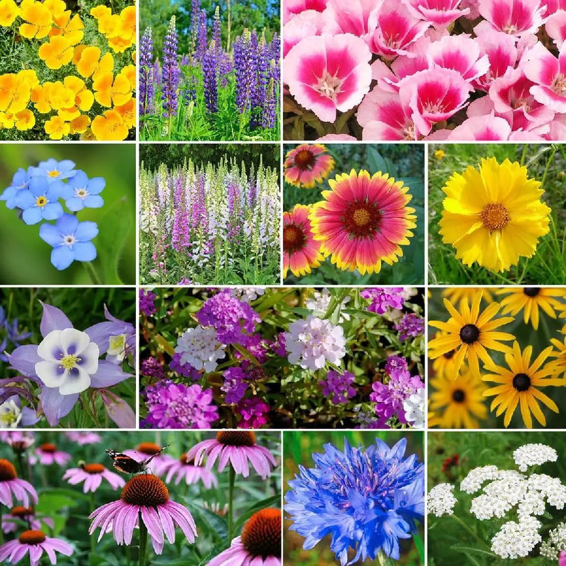 Deer Resistant Wildflower Seed Mix, 13 Species, Various Sizes, Native Plants, Eco-Friendly, Non-GMO, Perennial Mix
