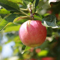Stayman Winesap Apple Tree Seedling - Gallon Pot - Easy to Grow - Malus domestica
