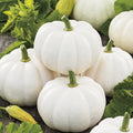 Baby Boo Pumpkin Seeds | Untreated White Mini Gourd | Fall Squash Seed 2025 | Cucurbita pepo