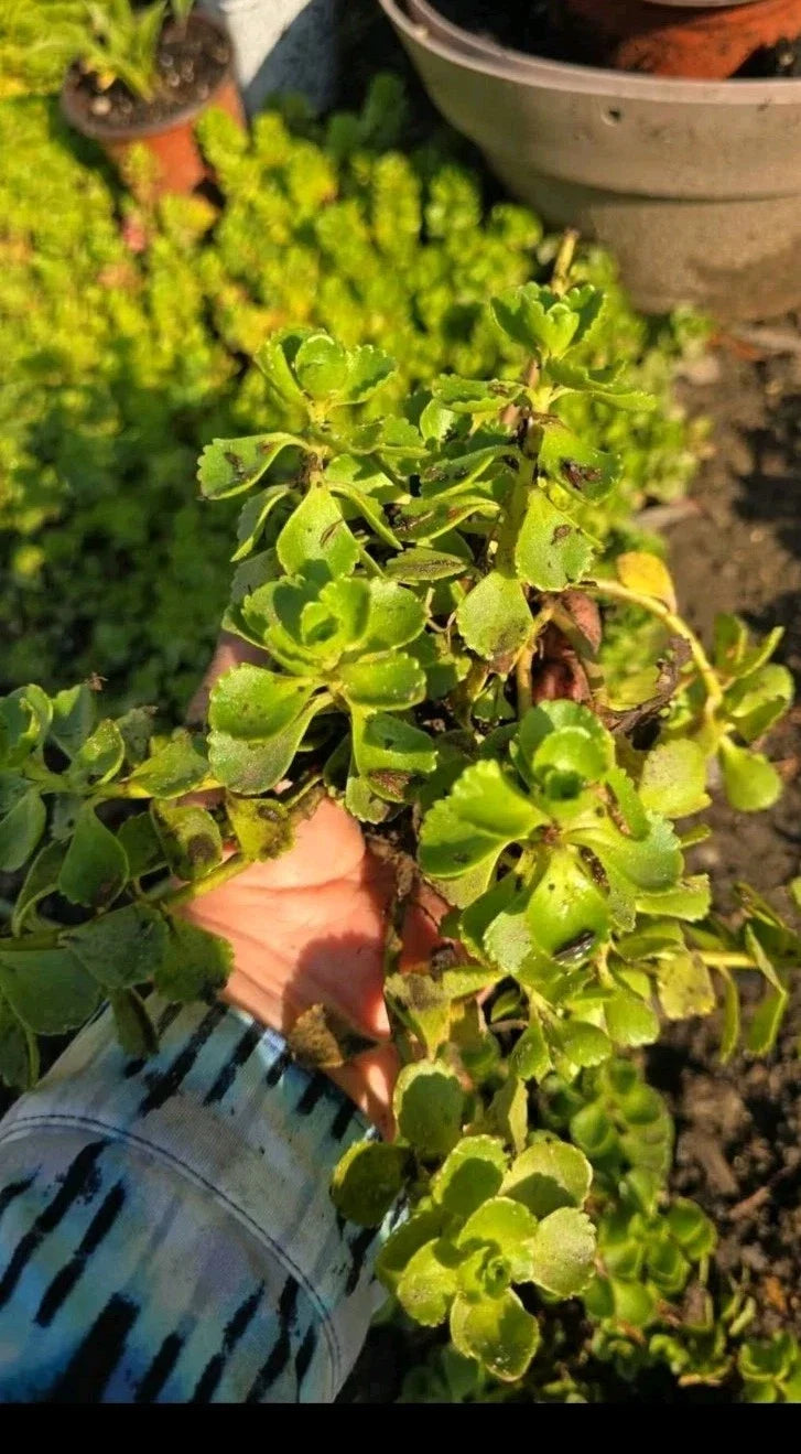 Stonecrop Sedum Plants - Dragons Blood - Succulent Ground Cover - Sedum spurium
