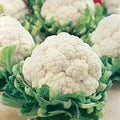 Cauliflower Seeds - All Year Round Variety - Brassica oleracea - Heirloom Vegetable Seeds for Home Garden