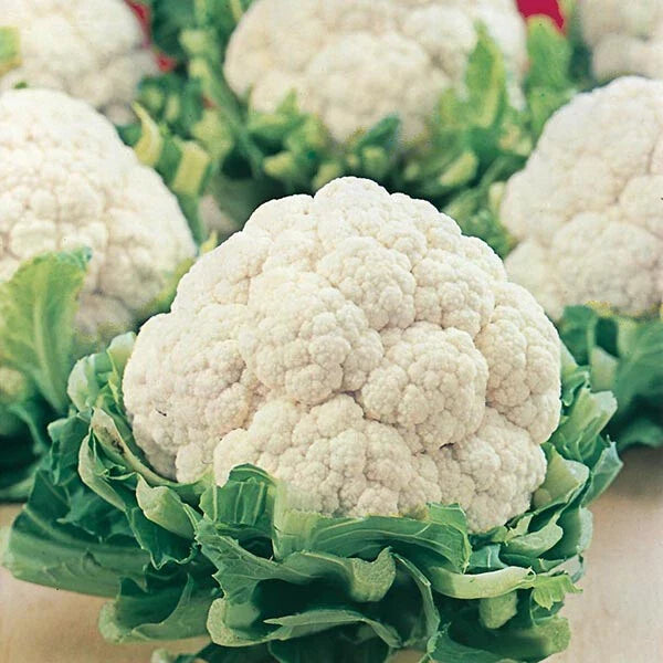 Cauliflower Seeds - All Year Round Variety - Brassica oleracea - Heirloom Vegetable Seeds for Home Garden