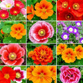 Wildflower Seeds 2000+ Autumn Butterfly Pollinators Hummingbird Mix - Ideal for Gardens, Native Plants