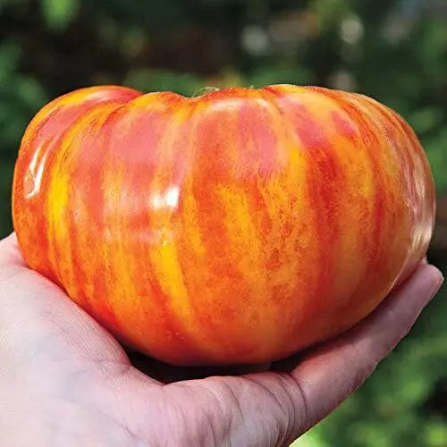 Big Striped Rainbow Tomato Seeds - 100+ Seeds for Exotic Tasty Tomatoes - Solanum lycopersicum
