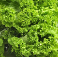Southern Giant Curled Mustard Seeds - 5,000+ Heirloom Vegetable Seeds - Brassica juncea
