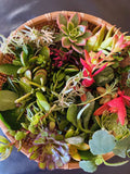 15 Assorted Organic Succulent Cuttings - Variety Pack for Planting - Ideal for Gardens and Terrariums