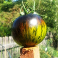 Green Zebra Tomato Seeds - 120+ Heirloom Non-GMO Organic - Solanum lycopersicum