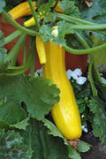 Squash Seed, Heirloom 100 Seeds, Early Prolific Straight Neck, Cucurbita pepo