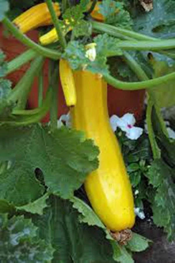 Squash Seed, Heirloom 100 Seeds, Early Prolific Straight Neck, Cucurbita pepo