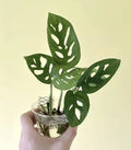Monstera Adansonii Cuttings - 2 Nodes, 2 Leaves - Swiss Cheese Plant - Indoor House Plant