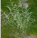 Jumbo Hybrid Willow Cuttings - 6 Pack, 5/8 to 1 Inches Thick, Fast-Growing (Salix × sepulcralis)