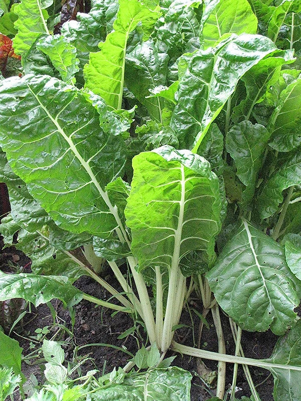 Fordhook Giant Swiss Chard Seeds 50 Ct Non-GMO Vegetable Garden Seeds - Beta vulgaris