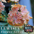 Sunset Lewisia Seeds - 35 or 100 Non-GMO Flower Seeds - Lewisia cotyledon - Colorful Garden Blooms