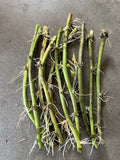 Rooted Sweet Potato Vine Cuttings - 10 Pack - Ipomoea batatas