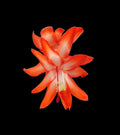 Thanksgiving Cactus Cuttings - 5 Unrooted - Desert Sun Variety - Schlumbergera truncata