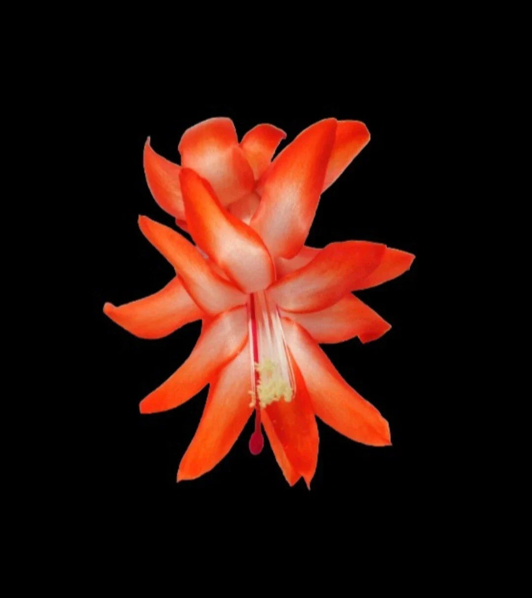 Thanksgiving Cactus Cuttings - 5 Unrooted - Desert Sun Variety - Schlumbergera truncata