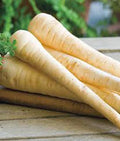 PARSNIP SEEDS, 100 COUNT, HARRIS MODEL, HEIRLOOM, NON-GMO, Pastinaca sativa