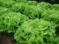Organic Oakleaf Leaf Lettuce Seeds, Heirloom, Non-GMO, 1000+ Count, Fresh - Ideal for Home Gardening