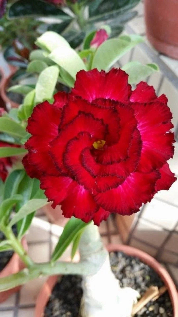Red Black Tips Desert Rose Seeds, Adenium Obesum, Perennial Exotic Flowers, Pack of 4