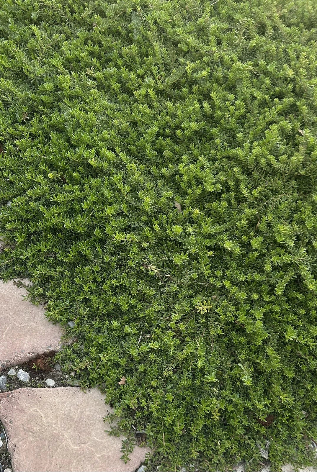 Creeping Boobialla Cuttings - Myoporum parvifolium - 10 Native Myrtle Plants - Ground Cover for Gardens and Landscaping