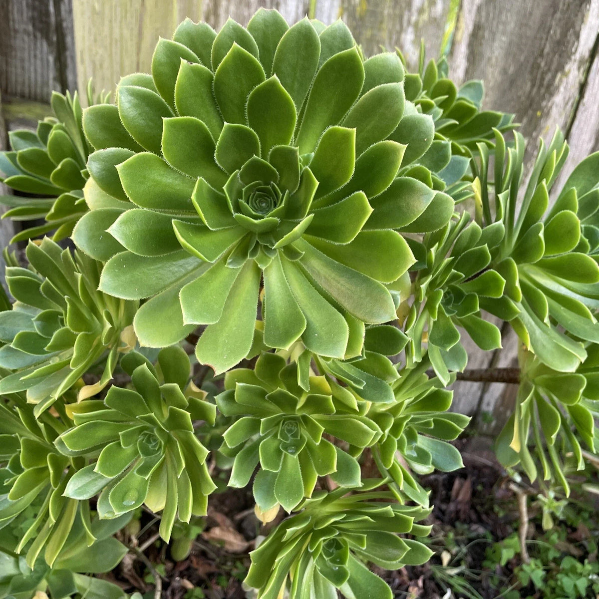 Green Aeonium Succulent Cuttings 20 Pieces, Echeveria Greenovia