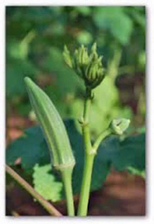 Okra Seeds - 100 Non-GMO Heirloom Perkins Long Pod - Organic Vegetable Seeds for Gardening - Abelmoschus esculentus