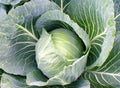 Cabbage Seeds - 1000+ Count - Early Jersey Wakefield - Heirloom - NON-GMO - Fresh Seeds