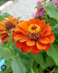 Dwarf Zinnia Seeds - 50+ Profusion Orange - Zinnia elegans
