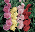 Hollyhock Seeds - Summer Carnival Mix - 25+ Non-GMO Seeds - Alcea rosea - Free Shipping