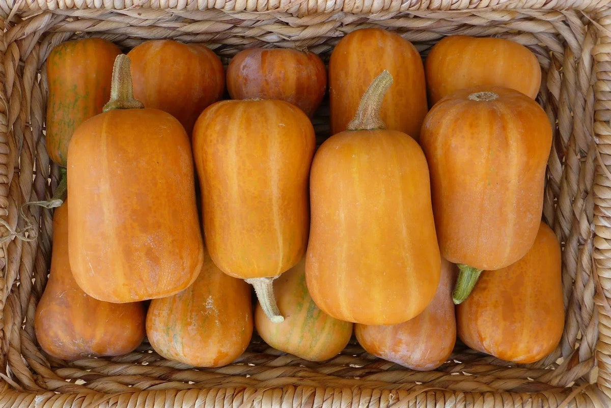 Honeynut Winter Squash Seeds – Fresh Organic Squash Seed for Planting – Cucurbita moschata