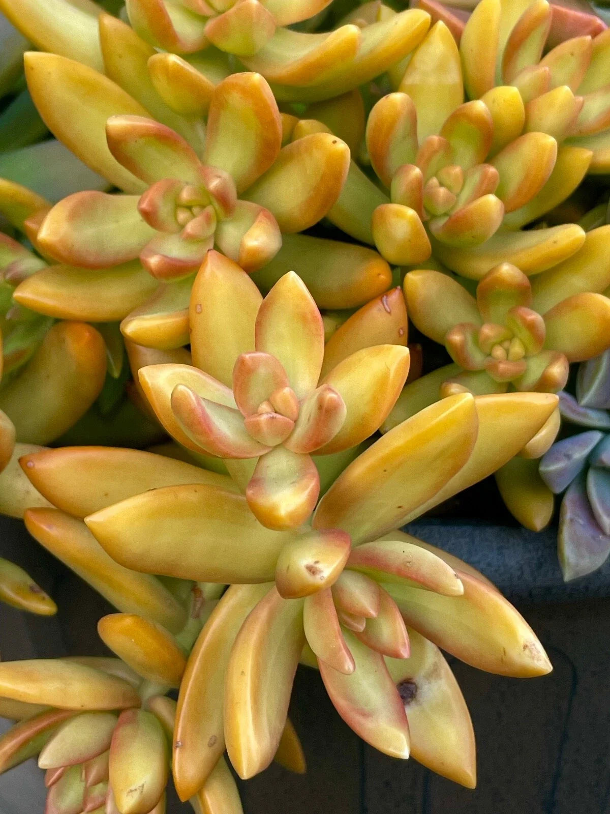 Rare Succulent Cutting - 2-Inch Sedum Orange Delight - Yellow Live Plant - Unrooted