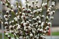 Pussy Willow Cuttings - 10 Unrooted Fuzzy White Blooming Cuttings - Salix discolor