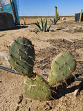 Coastal Prickly Pear Cactus - 2 Pads, Opuntia Littoralis, Drought-Tolerant Succulent, Ideal for Gardens and Containers